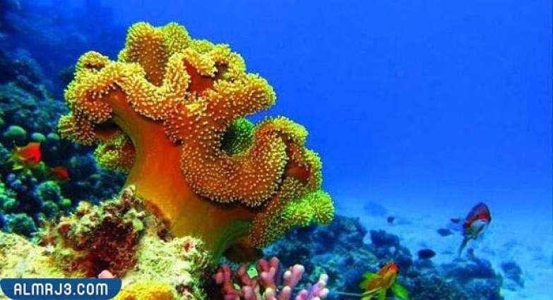 محمية جزر أم القماري