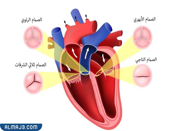 كم صمام للقلب البشري